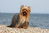 YORKSHIRE TERRIER 304